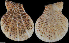 Mimachlamys albolineata (Amami Islands, 30,7mm)