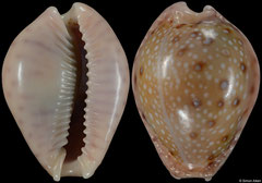 Cypraea marginalis (Tanzania, 24,3mm) F+++ €10.00 (specimens for sale are 23-24mm and are of the same quality as the specimen illustrated)
