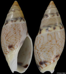 Amalda lineata (Western Australia, 23,5mm)