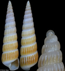 Turbonilla gloriamishimana (Philippines, 14,1mm)