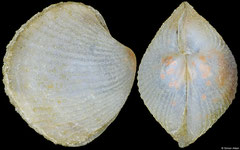 Verticordia guineensis (Philippines, 5,4mm)