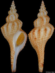 Propefusus sp. (Western Australia, 68,2mm)