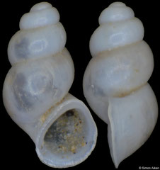 Kartvelobia shishaensis (Georgia, 1,4mm) (paratype)