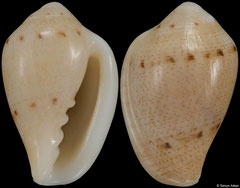 Marginella fraserorum (South Africa, 12,5mm)