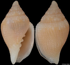Volutomitra sp. (New Caledonia, 12,8mm)