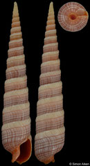Terebra knudseni (Philippines, 38,0mm)