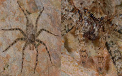 Flatty spider (Selenopidae sp.), La Talanquera, Samaná peninsula, Dominican Republic