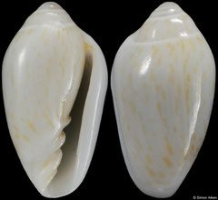 Prunum hartleyana (Bahamas, 6,3mm)
