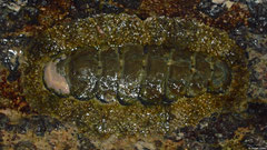 Acanthopleura gemmata (Andapananguoy, Île Sainte-Marie, Madagascar)