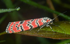 Ornate moth (Utetheisa ornatrix), La Cumbre, Loma del Puerto, Dominican Republic