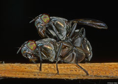 Flesh flies (Sarcophagidae sp.), Hà Tiên, Vietnam