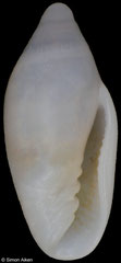 Canalispira fallax (South Africa, 5,9mm)