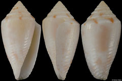 Conus joanae (Brazil, 14,8mm)