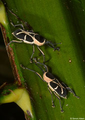 Weevils (Curculionidae sp.), Sahafina, Madagascar