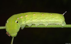 Hawkmoth (Daphnis sp.) larva, Balut Island, Philippines