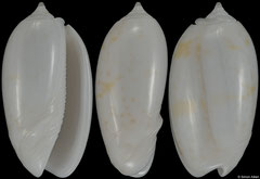 Oliva bulbosa (Tanzania, 29,7mm)