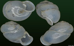 Haploptychius pellucens (Laos, 10,3mm)