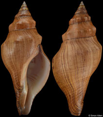 Pleuroploca lyonsi (Madagascar, 139,5mm)