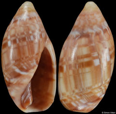 Ancilla fasciata agulhasensis (South Africa, 10,8mm)