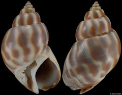 Babylonia pieroangelai (China, 75,0mm) F++ €20.00 (specimens for sale are 75-78mm and are of the same quality as the specimen illustrated)