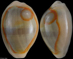 Cypraea annulus (Philippines, 18,7mm) with sand inclusion