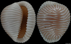 Triviella martybealsi (South Africa, 24,5mm)