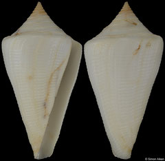 Conus hazinorum (Brazil, 52,5mm)