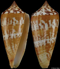 Conus janus (Madagascar, 65,5mm) F+++ €5.00 (specimens for sale are 60-65mm and are of the same quality as the specimen illustrated)
