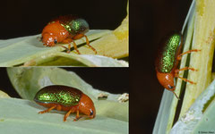 Leaf beetle (Calomela sp.), Broome, Western Australia