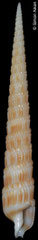 Terebra fujitai (Philippines, 69,6mm)