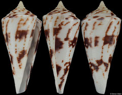 Conus capricorni (Brazil, 48,0mm)