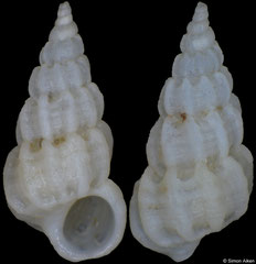 Opalia colimana (Pacific Mexico, 4,0mm)