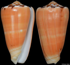 Conus barthelemyi (Réunion, 76,8mm)