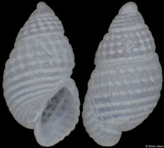 Chrysallida lapazana (Pacific Mexico, 1,7mm) F+++ €3.00 (specimens for sale are 1.5-1.7mm and are of the same quality as the specimen illustrated)