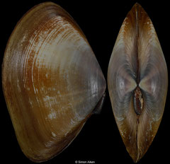 Iphigenia brasiliensis (Brazil, 54,1mm) F+++ €4.00 (specimens for sale are 53-54mm and are of the same quality as the specimen illustrated)