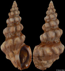 Clavus albotuberculatus (Madagascar, 54,4mm)