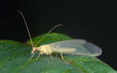 Common lacewing (Chrysopidae sp.), York, UK