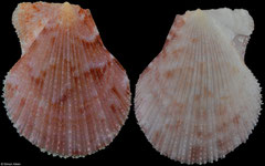 Talochlamys multistriatai (South Africa, 20,7mm)