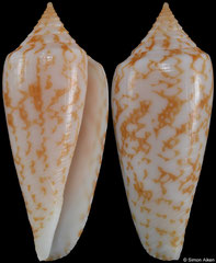 Conus lienardi (New Caledonia, 30,9mm) F+++ €22.00