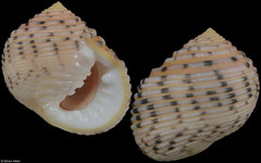Nerita plicata (Rodrigues Island, 20,7mm) F+++ €3.00 (specimens for sale are 19mm+ and are of the same quality as the specimen illustrated)