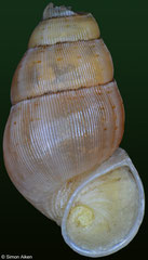 Chondropomium weinlandi azuense (Dominican Republic, 15,7mm) €9.00 (specimens for sale are 14mm+ and are of the same quality as the specimen illustrated)