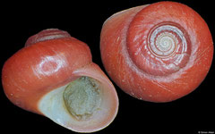 Homalopoma nubisrubri (Philippines, 4,9mm)