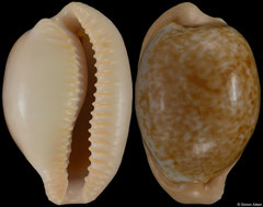 Cypraea fuscorubra (South Africa, 34,4mm) F++ €20.00