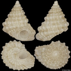 Sansonia halligani (Philippines, 1,8mm) F++ €28.00
