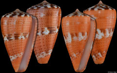 Conus vittatus (Pacific Panama, 27,3mm, 27,3mm) F+++ €14.00 (specimens for sale are 26-27mm and are of the same quality as the specimens illustrated)