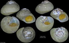 Margarites ryukyuensis (Okinawa Trough, 9,8mm, 9,1mm)