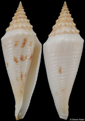 Conus elokismenos (South Africa, 62,7mm)