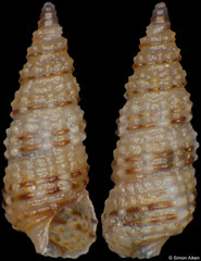 Cerithium alutaceum (Philippines, 3,0mm) F+++ €3.00 (specimens for sale are 3-4mm and are of the same quality as the specimen illustrated)