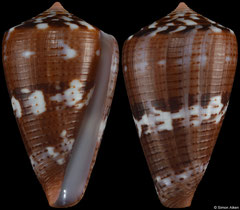 Conus vittatus (Pacific Panama, 32,4mm) F+++ €16.00 (specimens for sale are 32mm and are of the same quality as the specimen illustrated)