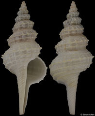 Coluzea radialis (South Africa, 70,3mm)